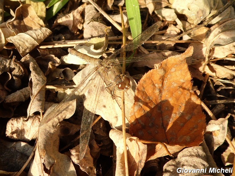 Serie di Libellulidae del Parco del Ticino